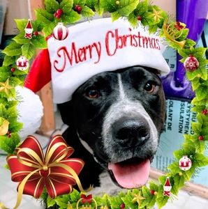 Meet your Posher, Janice